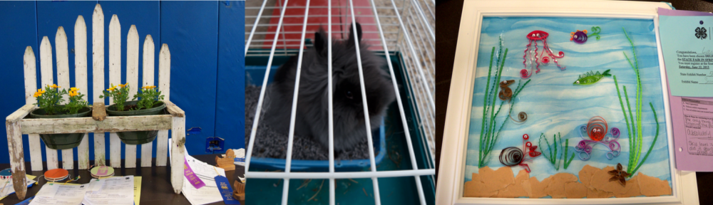 Visit the Cook County 4-H Fair